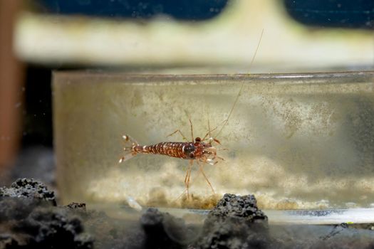 Red orchid sulawesi dwarf shrimp look for lichen as food on glass dish in fresh water aquarium tank.