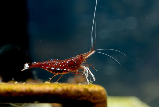 Close up pregnant sulawesi white spot dwarf shrimp with eggs in abdomen stay on decoration and look to right side in freshwater aquarium tank.