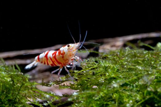 Red fancy tiger dwarf shrimp stay and look for food on moss in freshwater aquarium tank.