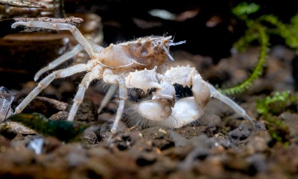 Spider dwarf crab or Thai micro crab stay near timber and look to right side in freshwater aquarium tank.