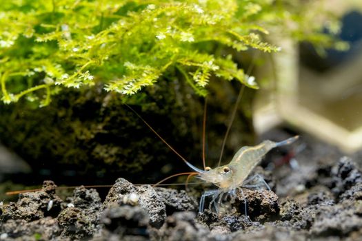 Close up Sulawesi Blue Leg Poso shrimp look for food near moss in lava stone of fresh water aquarium tank.