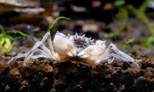 Spider dwarf crab or Thai micro crab look for food in aquatic soil with plant and timber as background in freshwater aquarium tank.