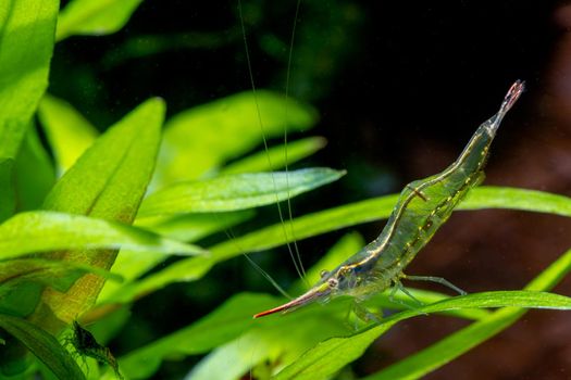 Long nose dwarf shrimp stay on green leaf and look for food on aquatic plant in fresh water aquarium tank.