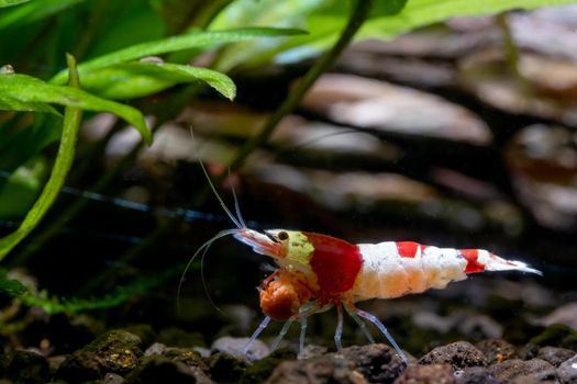 Red bee dwarf shrimp bring food eat under green leaf of aquatic plant in fresh water aquarium tank.