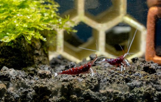 Two white spot sulawesi dwarf shrimp look for food together in lava stone with freshwater aquarium tank.