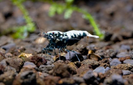 Black galaxy dwarf shrimp stay alone and look for food in aquatic soil in freshwater aquarium tank.