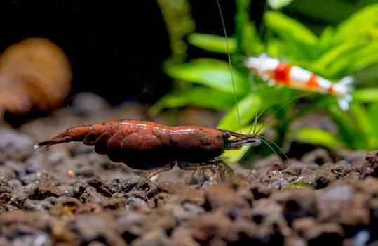 Red onyx dwarf shrimp look for food in aquatic soil with red bee shrimp stay on plant as background in fresh water aquarium tank.