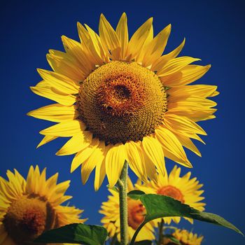 Sunflower - beautiful yellow flowers with blue sky. Nature colorful background and concept for summer.