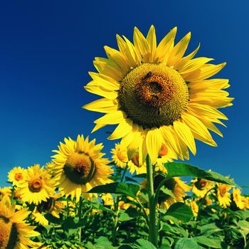 Sunflower - beautiful yellow flowers with blue sky. Nature colorful background and concept for summer.