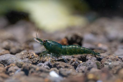 Small green emerald dwarf shrimp with dark green of body look for food in aquatic soil in fresh water aquarium tank.