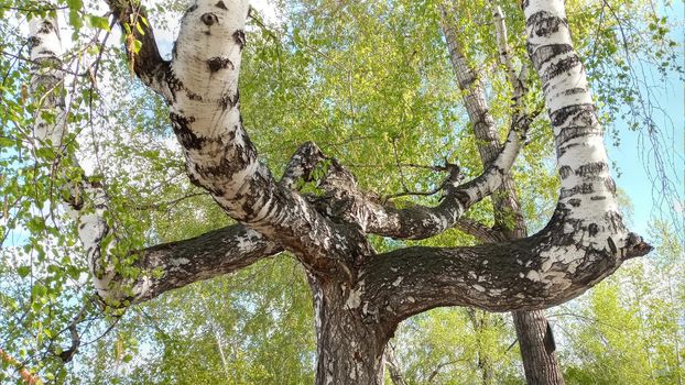 Crooked birch in spring. An old birch tree with twisted, crooked branches against the blue sky.