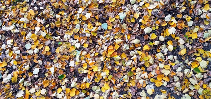 Colorful seasonal autumn background pattern, Vibrant carpet of fallen forest leaves. Autumn beauty of nature. Autumn background with multicolored leaves.