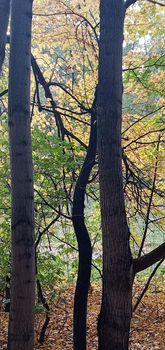 An empty leafy alley in Autumn Park, Siberia, Russia. Autumn wayside trees. Dry leaves fallen on a forest dirt road.