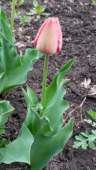 A flower bed of tulips. Tulip sprouts. Young spring plants, buds