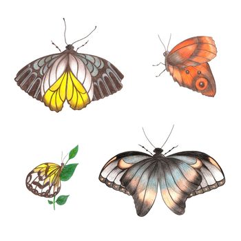 Set of Design Elements Hand Drawn Illustration of Colorful Butterfly with Ornamental Wings on White Background. Butterfly Drawn by Color Pencils.