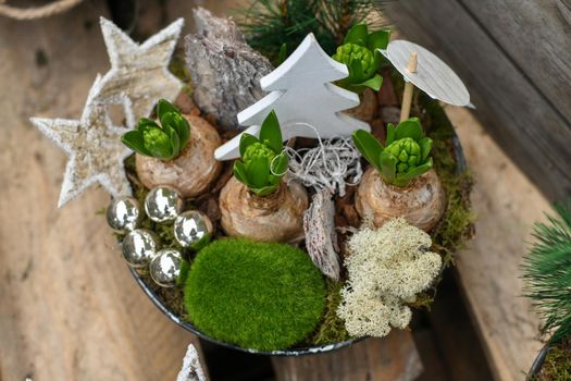 Christmas composition with hyacinths for Christmas