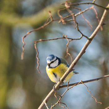 one blue tit on a tree in the winter , cold and sunny day with no people