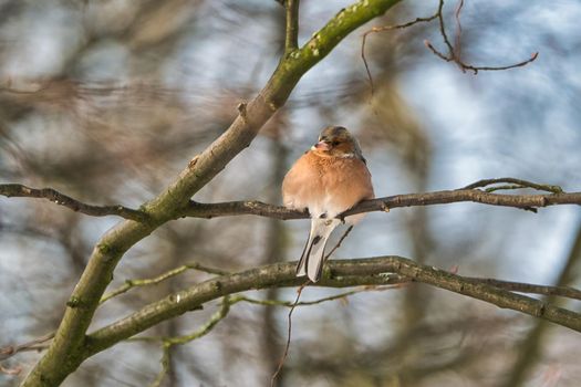 one cold chaffinch on a tree at a sunny and frosty winter day