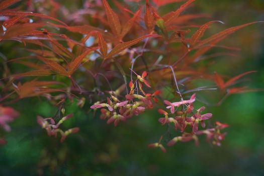 Red Japanese Maple in a park in autumn