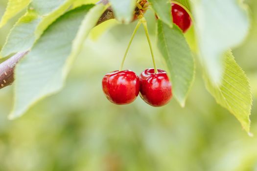 Fresh red ripe cherries, ready to be picked in Coldstream, Victoria, Australia