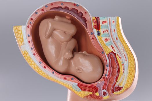 Closeup of artificial mock uterus with fetus on gray background. Obstetrics and gynecology concept