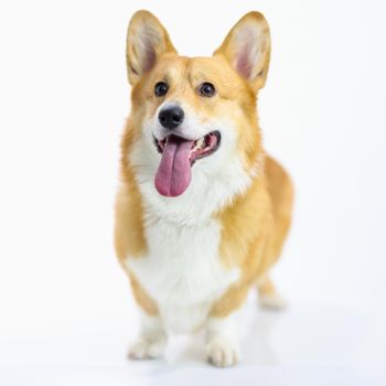 Welsh corgi pembroke puppy stands on white background. Nature and content of welsh corgi concept