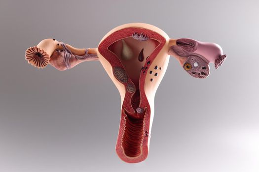 Model of the female reproductive system on gray background. Obstetrics and gynecology concept