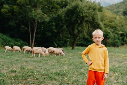 Cute little boy with a sheep on farm, best friends, boy and lamb against the backdrop of greenery, greenery background a small shepherd and his sheep, poddy and child on the grass. Little boy herding sheep in the mountains. Little kid and sheeps in mountains, childs travel learn animals.