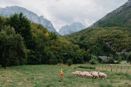 Cute little boy with a sheep on farm, best friends, boy and lamb against the backdrop of greenery, greenery background a small shepherd and his sheep, poddy and child on the grass. Little boy herding sheep in the mountains. Little kid and sheeps in mountains, childs travel learn animals.