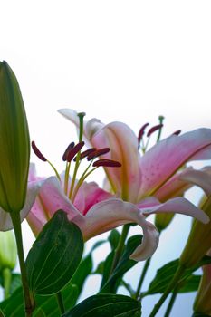 pink lily flower bunch  bouquet over white copyspace