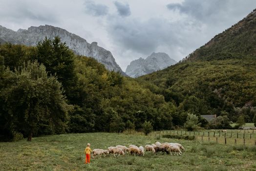 Cute little boy with a sheep on farm, best friends, boy and lamb against the backdrop of greenery, greenery background a small shepherd and his sheep, poddy and child on the grass. Little boy herding sheep in the mountains. Little kid and sheeps in mountains, childs travel learn animals.