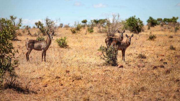 Three waterbuck (Kobus ellipsiprymnus) female antelope in african savanna. Tsavo East national park, Kenya