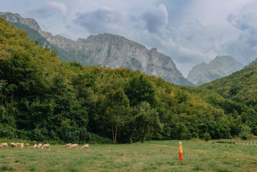 Cute little boy with a sheep on farm, best friends, boy and lamb against the backdrop of greenery, greenery background a small shepherd and his sheep, poddy and child on the grass. Little boy herding sheep in the mountains. Little kid and sheeps in mountains, childs travel learn animals.