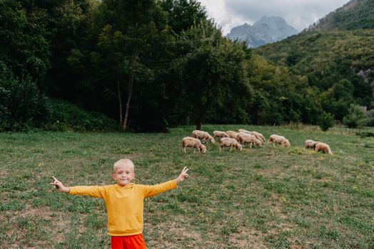 Cute little boy with a sheep on farm, best friends, boy and lamb against the backdrop of greenery, greenery background a small shepherd and his sheep, poddy and child on the grass. Little boy herding sheep in the mountains. Little kid and sheeps in mountains, childs travel learn animals.