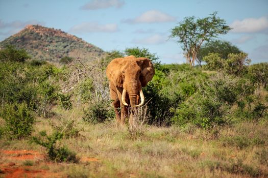 African bush elephant (Loxodonta africana) walking from bush and small trees. Tsavo east national park, Kenya