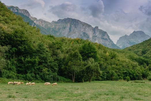 Mountain landscape with grazing sheeps.