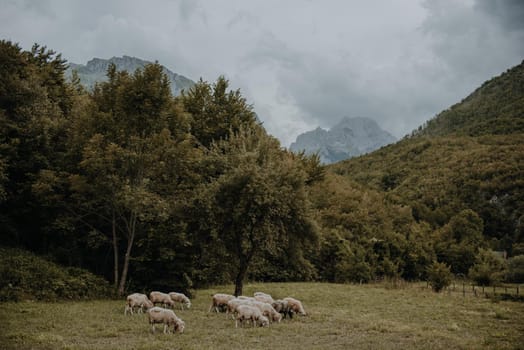 Mountain landscape with grazing sheeps.