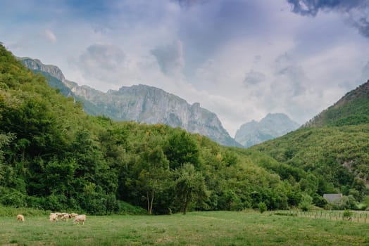 Mountain landscape with grazing sheeps.