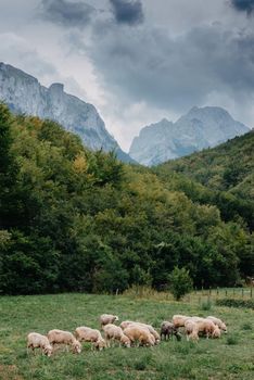 Mountain landscape with grazing sheeps.