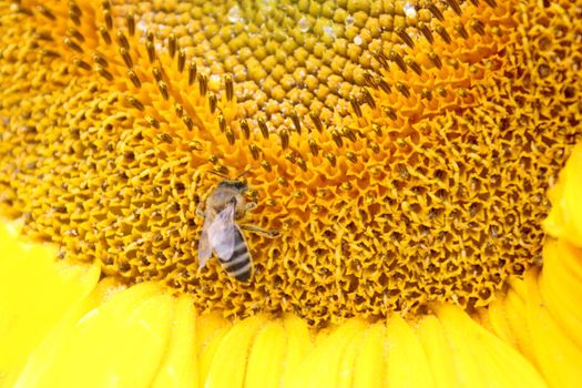 close up of bee on sunflower. Yellow flower and bee.