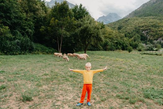 Cute little boy with a sheep on farm, best friends, boy and lamb against the backdrop of greenery, greenery background a small shepherd and his sheep, poddy and child on the grass. Little boy herding sheep in the mountains. Little kid and sheeps in mountains, childs travel learn animals.