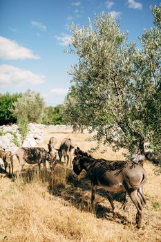 Gray donkeys walk on dry grass in the park. Back view. High quality photo