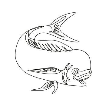 Continuous line drawing illustration of a dorado dolphin fish or mahi mahi jumping down done in mono line or doodle style in black and white on isolated background. 