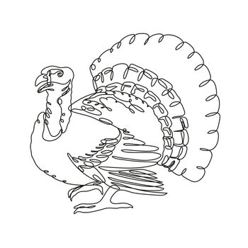 Continuous line drawing illustration of a wild turkey or domestic turkey viewed from side done in mono line or doodle style in black and white on isolated background. 
