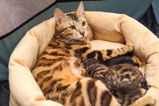 Adorable golden bengal mother-cat feeds her little kittens with breast