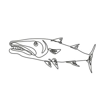 Continuous line drawing illustration of a barracuda or cuda, a large predatory, ray-finned fish viewed from side done in mono line or doodle style in black and white on isolated background. 