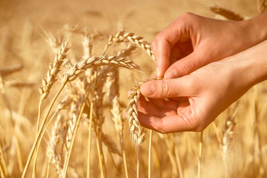 A man's hand holds spikelets of ripe wheat with grain on the background of a golden field and the sky. The farmer carefully checks the quality of the crop.