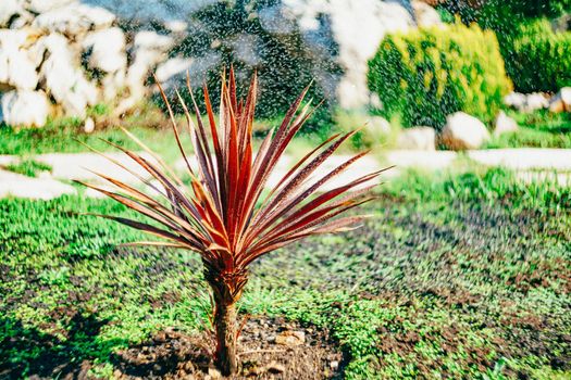 Small palm tree with sharp brown leaves while watering. High quality photo