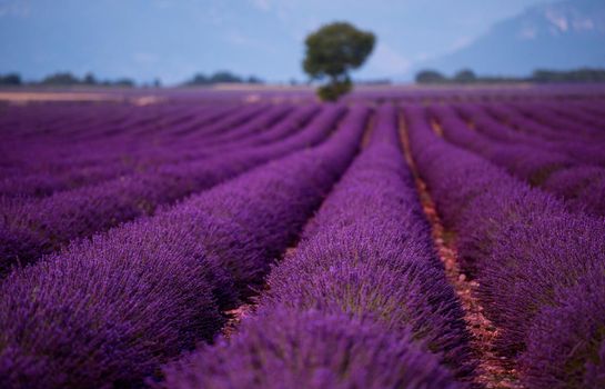 lonely tree at lavender field in summer purple aromatic flowers near valensole in provence france