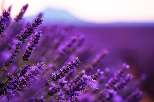 Close up Bushes of lavender purple aromatic flowers at lavender field in summer near valensole in provence france